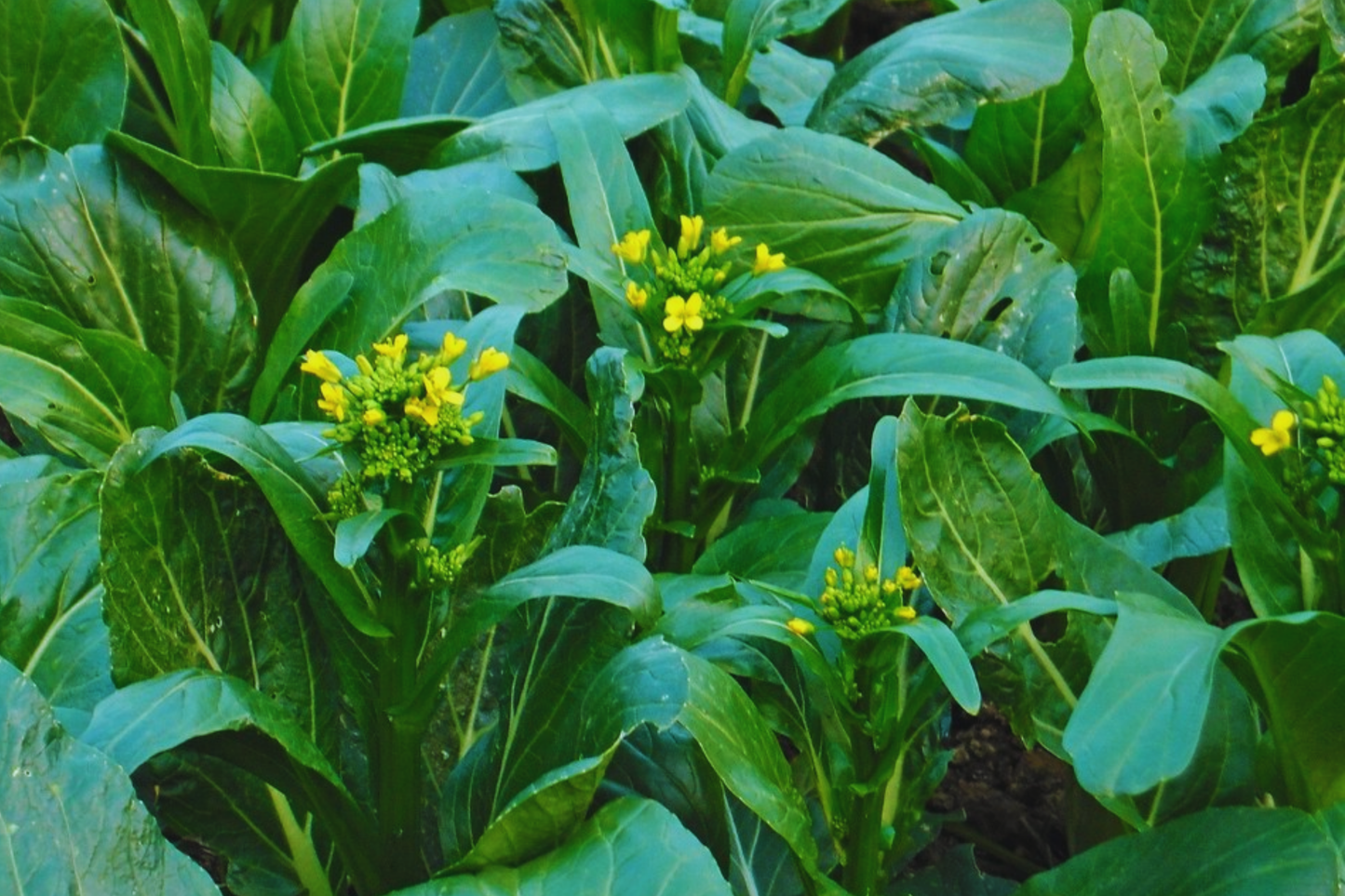 Yu Choy Sum Seeds | Organic Non-GMO Chinese Flowering Cabbage, Brassica rapa var. parachinensis, for Gardening