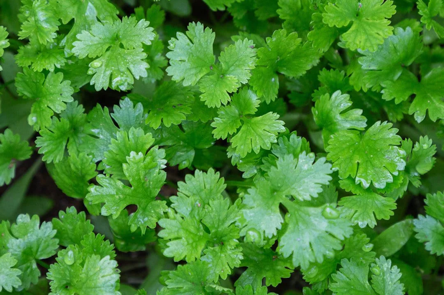 Italian Giant Parsley Seeds | Flat Leaf Herb Seeds | Petroselinum crispum | Heirloom Vegetable Seeds for Culinary Use