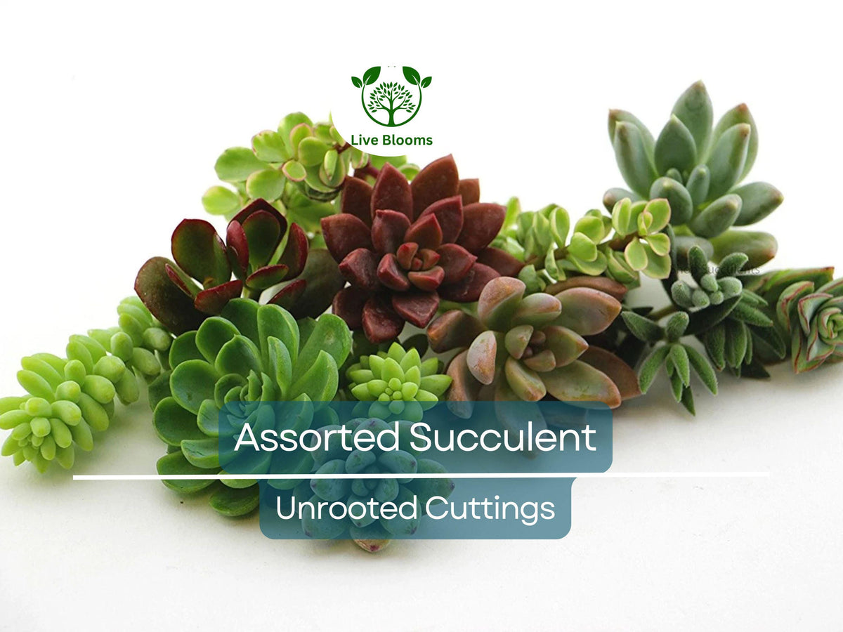 Assorted Succulent Cuttings - 10 Varieties for Terrariums, Echeveria, Crassula, Sedum - Perfect for Mini Fairy Gardens