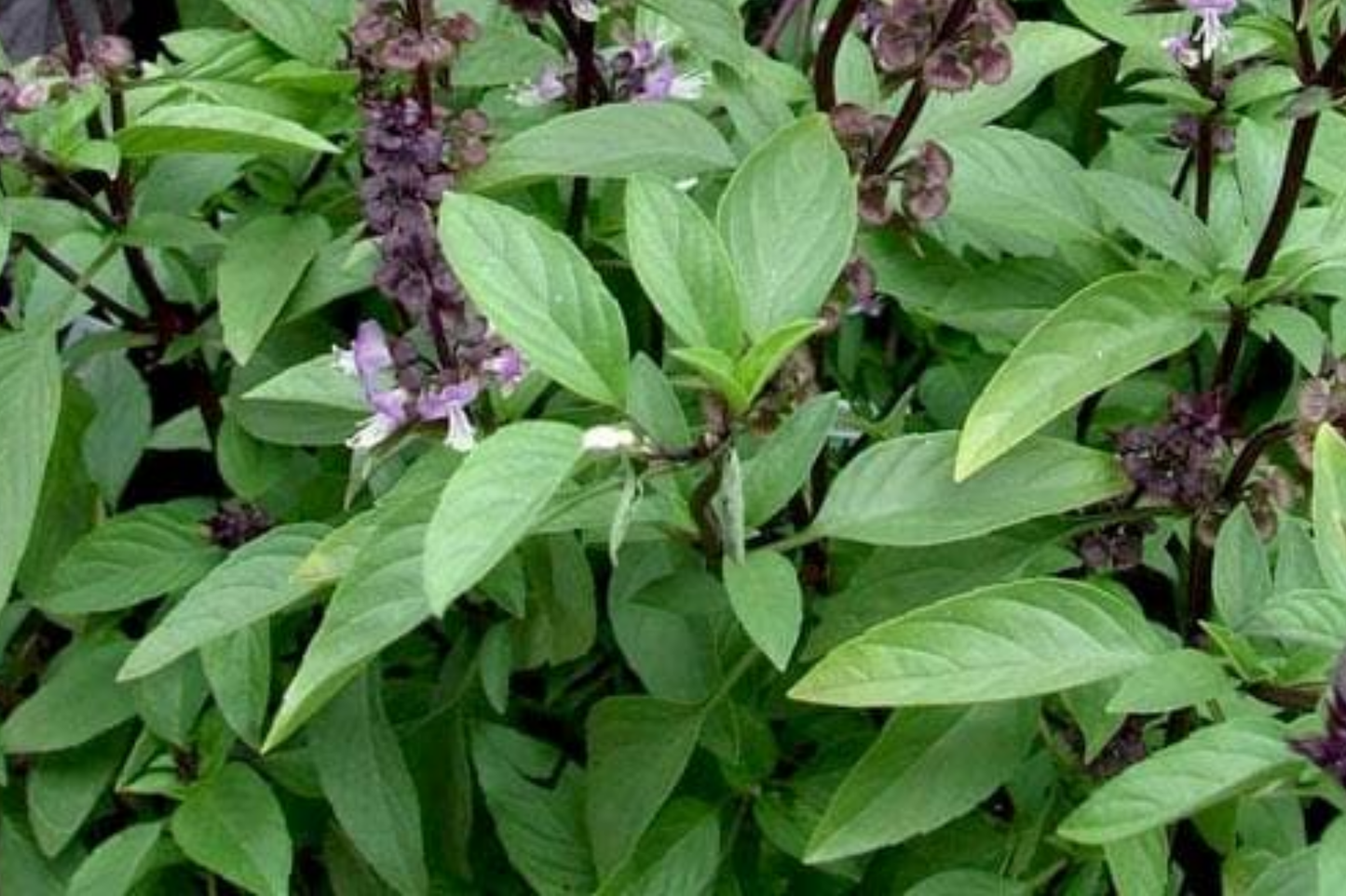 Holy Basil Seeds - Organic Non-GMO Tulsi Basil Green Leaf Herb Seeds for Cooking & Tea