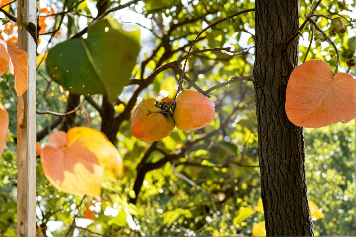 Tanenashi Persimmon Tree – 1 Live Well-Rooted Astringent Asian Persimmon, Diospyros kaki, Fruit Tree for Small Gardens & Containers