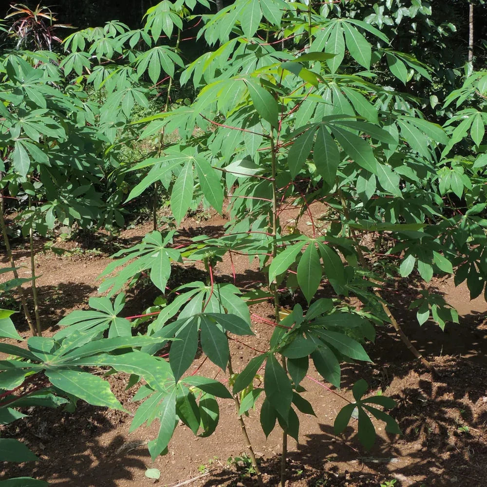 Cassava Cuttings 4-Pack – Manihot esculenta Live Tropical Stems for Landscaping, Edible Gardens & Containers