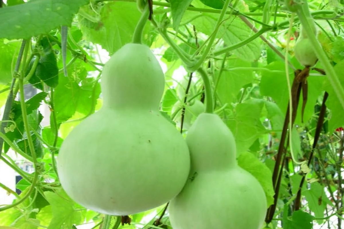 Pear Shape Bottle Gourd Seeds | Non-GMO Heirloom | Unique Gourds | Lagenaria siceraria