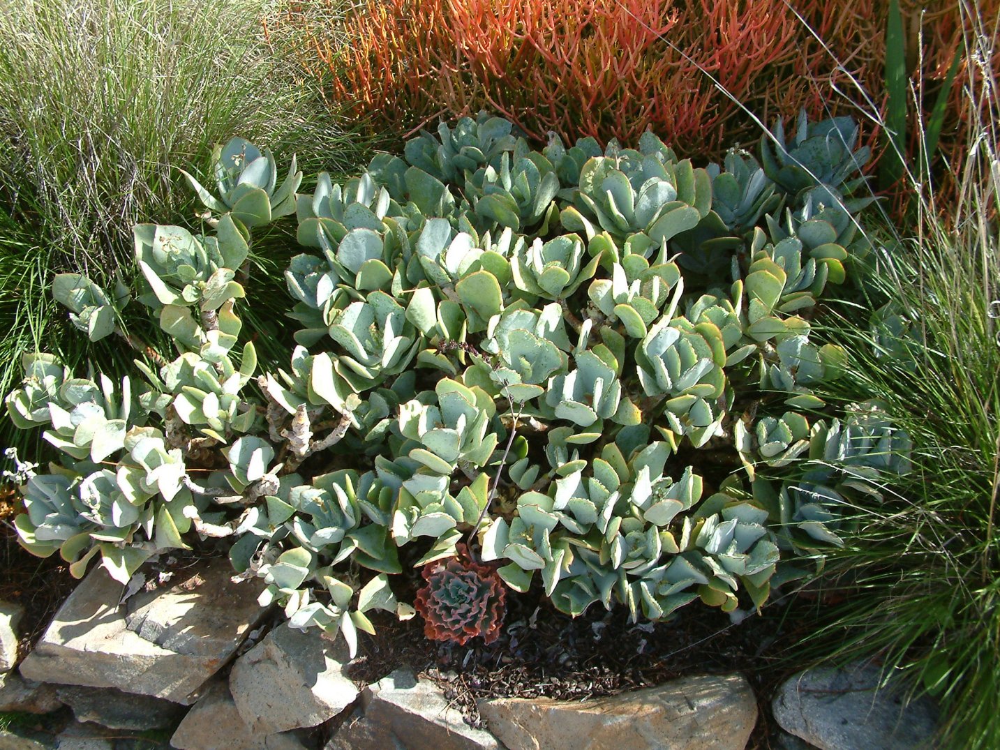 Crassula Arborescens Silver Dollar Succulent Cutting 4-6 Inches Rare Jade Variety Easy to Root Live Plant