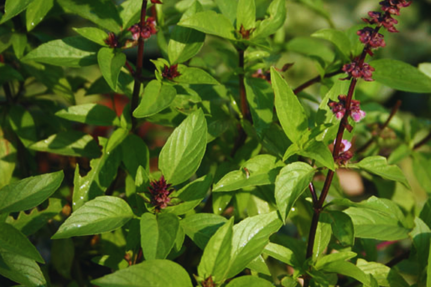 Cinnamon Basil Seeds | NON-GMO Aromatic Herb | Ocimum basilicum 'Cinnamon' | Culinary & Pollinator-Friendly