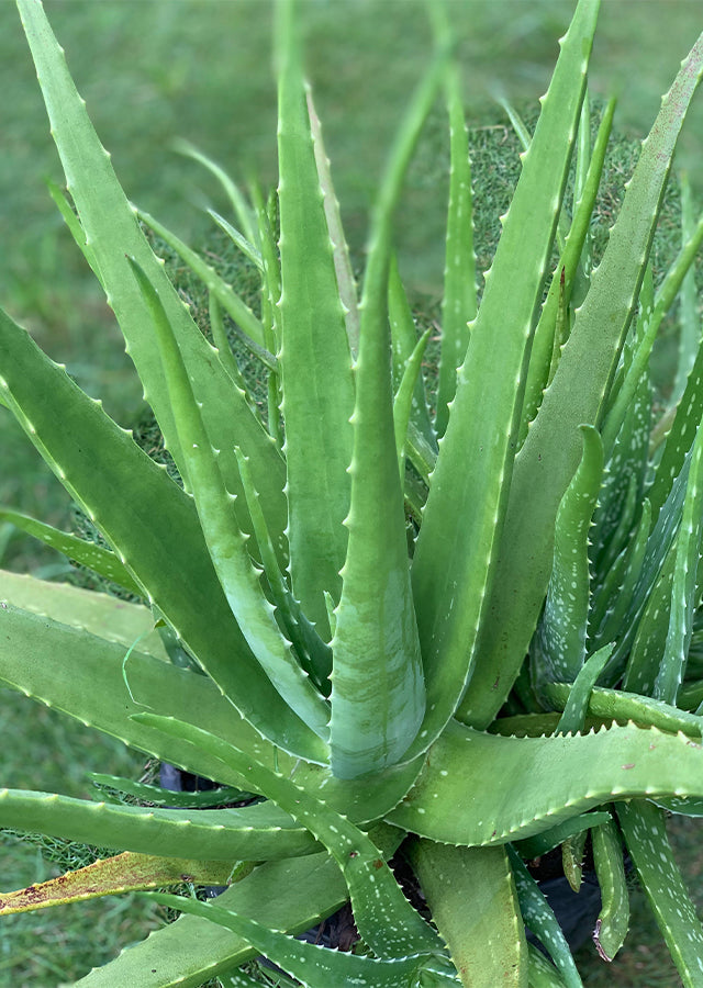 Organic Aloe Vera Plant 14–18 Inches – Medicinal Succulent for Skincare & Indoor/Outdoor Use – Aloe barbadensis Miller