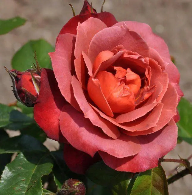 Super Rare Rose Cuttings – 3 Unrooted ‘Hot Cocoa’ Floribunda Rosa ‘Hot Cocoa’ Smoky Orange-Brown