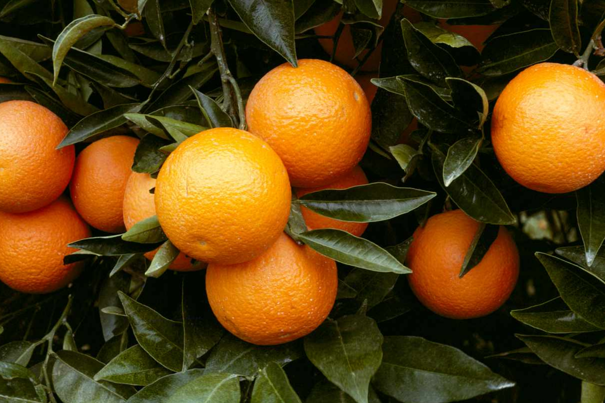 Citrus Orange Seeds - 20 PCS Sweet Fruit Seeds for Home Gardening, Outdoor Use - Citrus sinensis