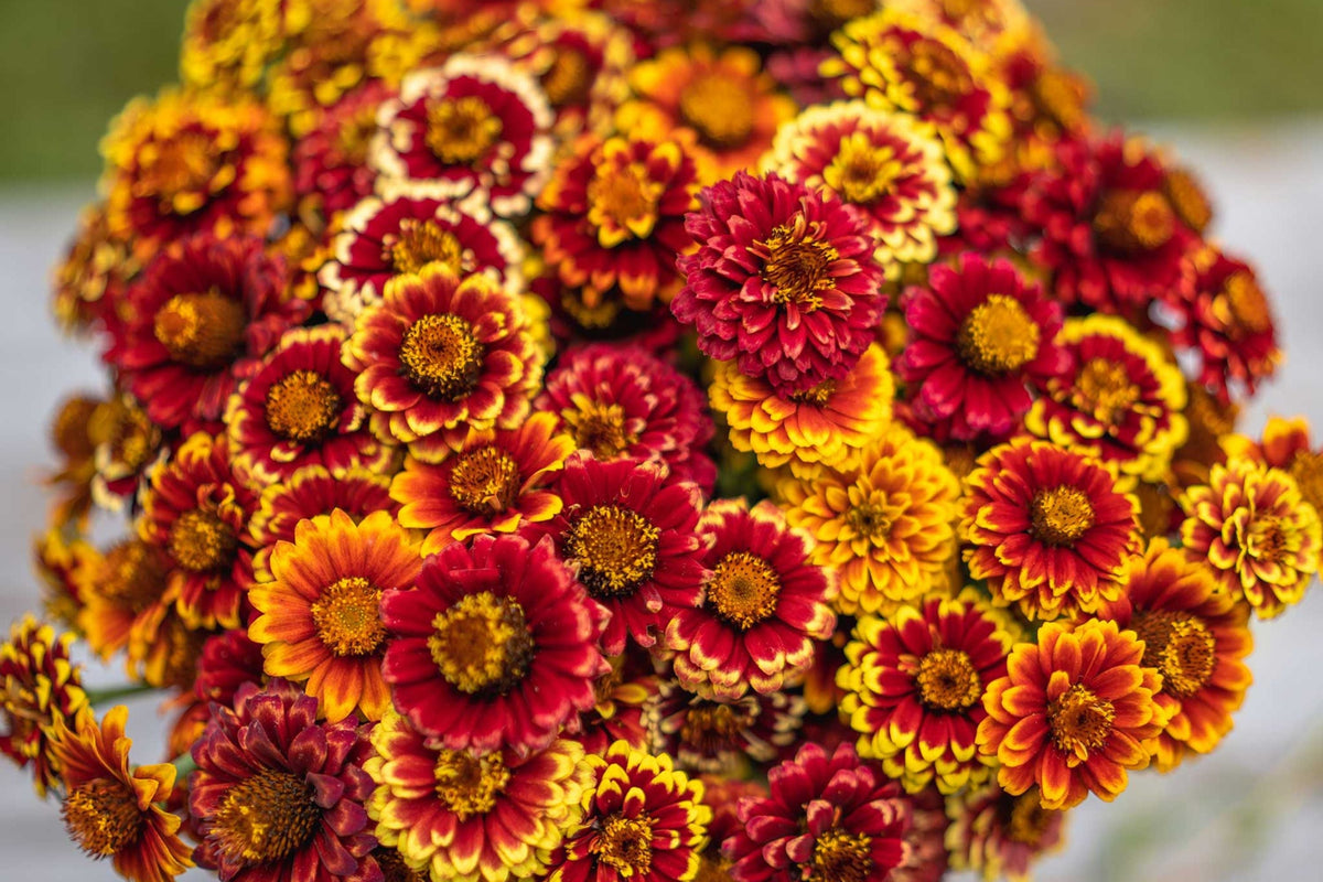 Aztec Sunset Zinnia Seeds - 100+ Heirloom Flower Seeds, Zinnia elegans, Ombre Blooms, Drought-Resistant, Pollinator Favorite