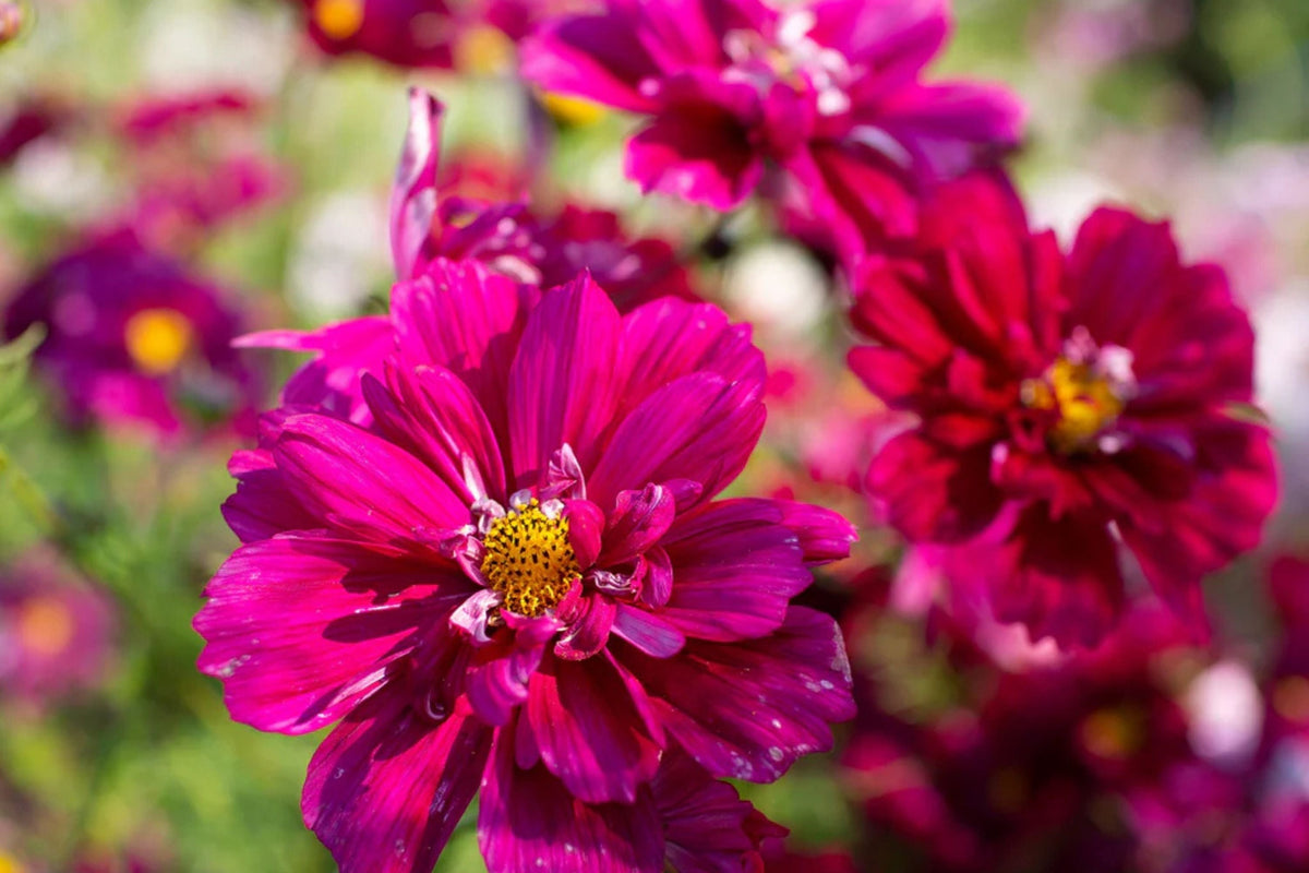 Double Click Cranberries Cosmos Seeds - 200+ Heirloom Flower Seeds, Pollinator-Friendly (Cosmos bipinnatus)
