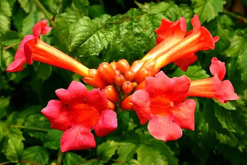 18 Red Trumpet Vine Cuttings – Campsis radicans Live Perennial Hummingbird-Friendly Organic Pollinator Plant for Garden & Fence