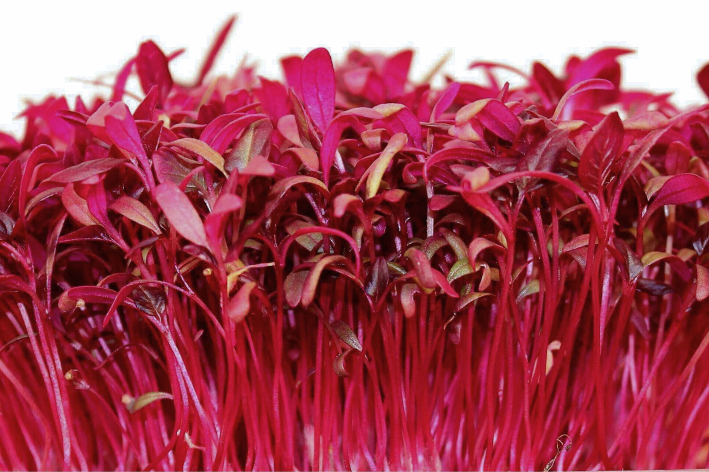 Red Garnet Amaranth Microgreen Seeds | Non-GMO Herb Sprouting Seeds | Amaranthus cruentus | Nutrient-Rich Microgreens for Indoor & Outdoor Gardening