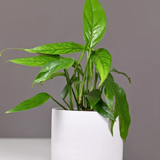 Pothos ‘Baltic Blue’ Rooted Starter Plant – Live Indoor Houseplant, Epipremnum pinnatum, Blue-Green Foliage, Easy Care, Air-Purifying Vine