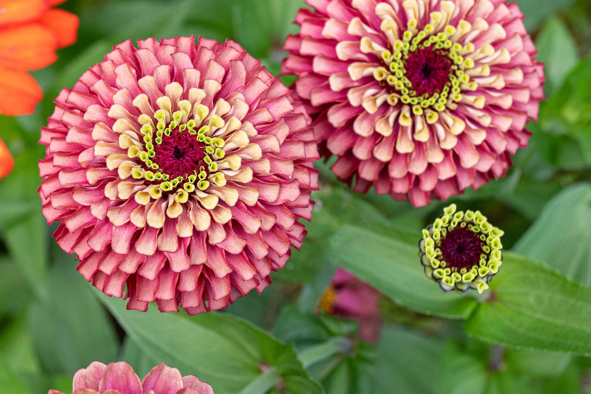 Queen Lime Red Zinnia Seeds - 100+ Bi-Color Blooms - Zinnia elegans - Easy Grow Cut Flowers for Butterfly Garden