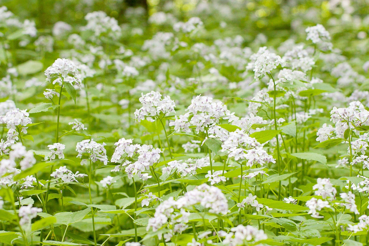Money Plant Seeds 50+ Count Violet Blooms Lunaria Biennis Biennial Flower Drought-Tolerant Pollinator-Friendly