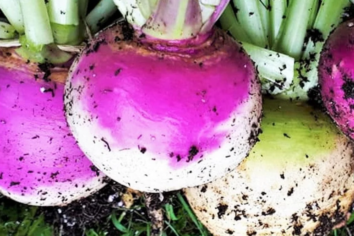 1000 American Purple Top Rutabaga Seeds - Heirloom Non-GMO Cold-Hardy Root Vegetable - Brassica napus for Gardening