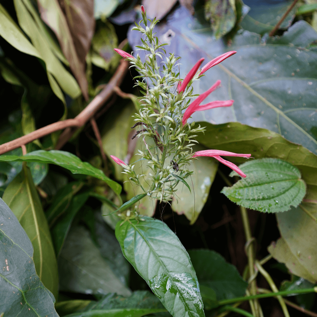 St. John's Bush Cuttings – 2 Rooted Plants – Justicia secunda Tropical Garden Starter – Lush Green Foliage
