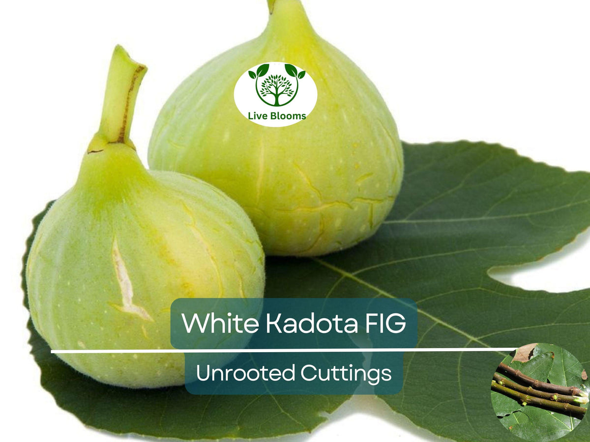 Collard Green Seeds - 100 Georgia Seeds - High Yield Flavor - Brassica oleracea var. acephala