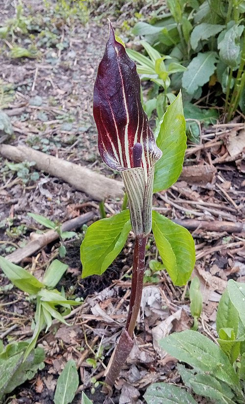 Arisaema triphyllum Seeds – Jack-in-the-Pulpit Woodland Wildflower, Non-GMO Perennial Seeds for Shade Gardens & Native Planting