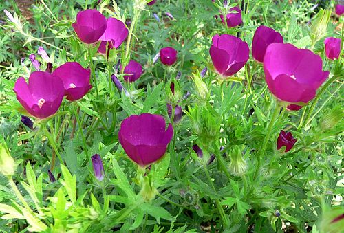 Callirhoe Involucrata Seeds 15 Purple Poppy Mallow Native Wildflower Drought-Tolerant Garden Plant