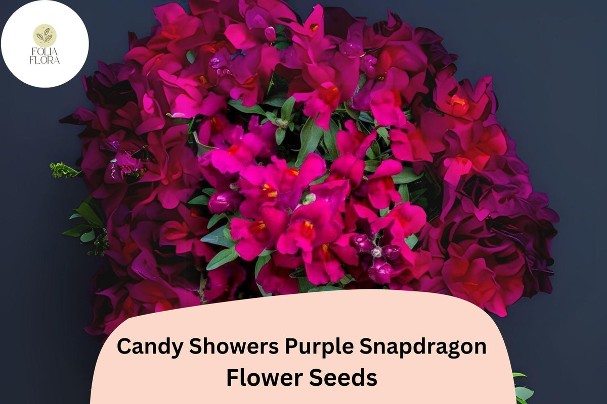 Christmas Cactus Starter Plant - Miss Shimano - Schlumbergera Truncata - Well-Rooted Indoor Cactus for Holiday Decor