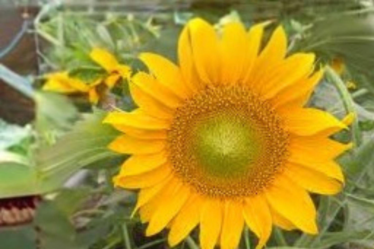 1 g Sunspot Sunflower Seeds – Dwarf Giant Bloom Sunflower for Pots and Garden Borders