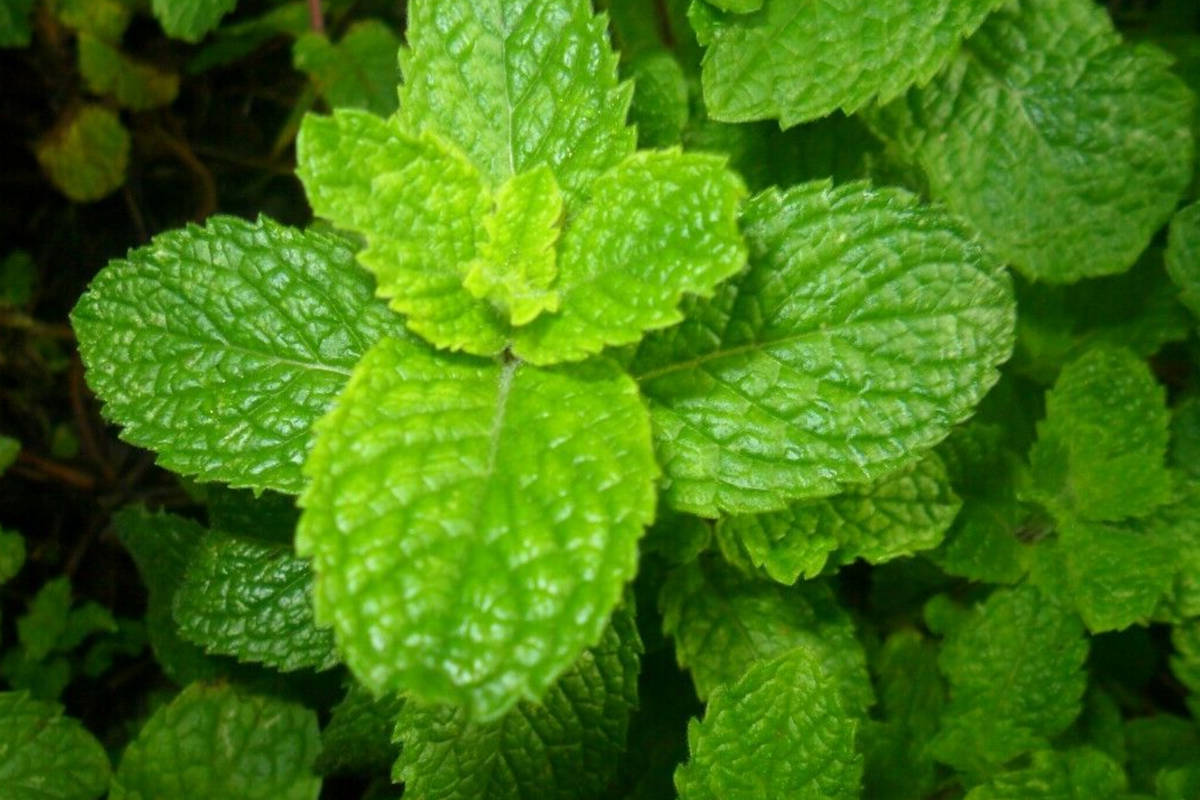 Spearmint Seeds 2500 Count | Non-GMO Culinary Herb | Mentha spicata | Ideal for Tea & Medicinal Use