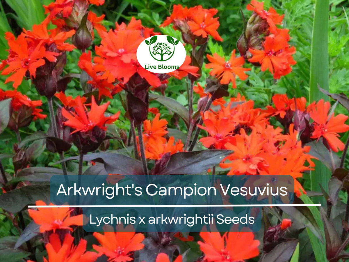 25 Seeds Arkwright's Campion Vesuvius - Non-GMO Perennial with Red Blooms - Hummingbird-Friendly, Eco-Friendly Garden Plant