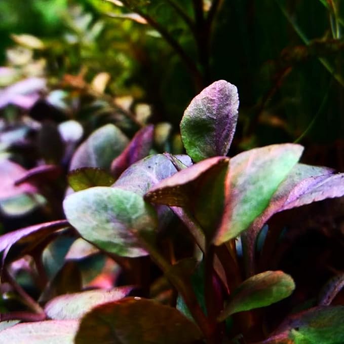 Dwarf Cardinal Plant Lobelia Cardinalis | Live Aquarium Bare Root | Freshwater Aquascape Plant | Easy Foreground Plant