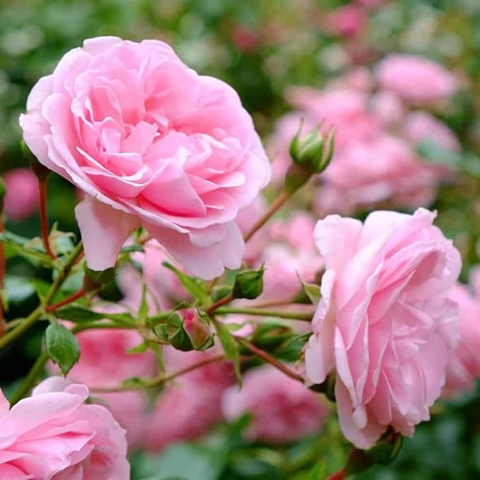Super Rare Pretty N Pink Rose Cuttings – Unrooted Rosa spp. Heirloom Pink Rose for Propagation & Grafting, Garden Planting