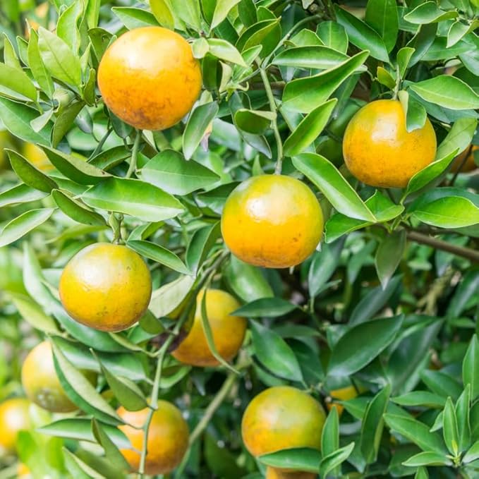 Rooted Calamansi Plant | 2-3 Inch Citrus Tree | Calamondin Citrus × microcarpa | Live Bare Root Fruit Tree for Home Garden
