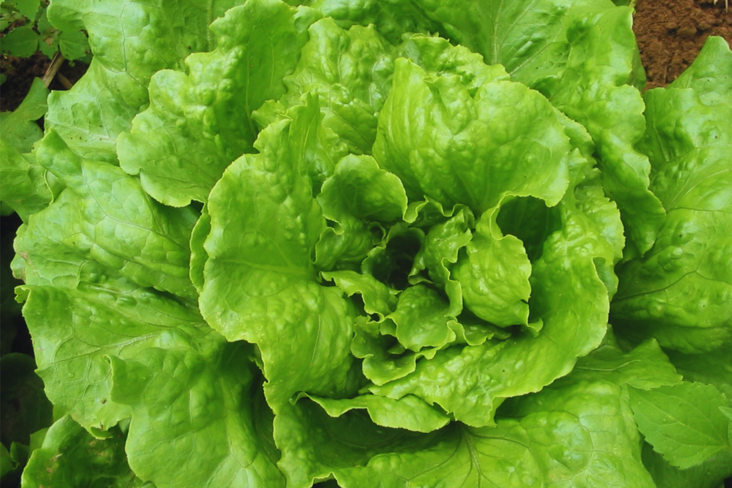 Batavian Iceberg Lettuce Seeds - 1200+ Non-GMO Vegetable Seeds Lactuca sativa for Home Gardens, Raised Beds & Containers