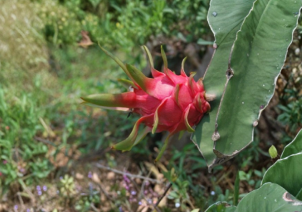 Dragon Fruit Cuttings 8 Inch Red Flesh Pitaya Hylocereus undatus Self-Pollinating Cactus for Propagation