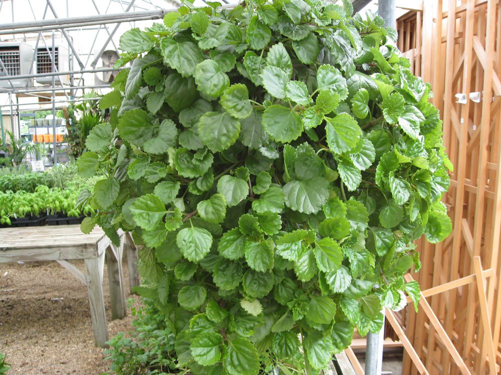 Swedish Ivy Starter Plant – Plectranthus verticillatus – Green Trailing Houseplant for Indoor & Outdoor Foliage