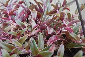 Cyanotis obtusa Cuttings – Unrooted Trailing Houseplant with Purple & Green Foliage – Rare Wandering Jewel, Tradescantia Companion