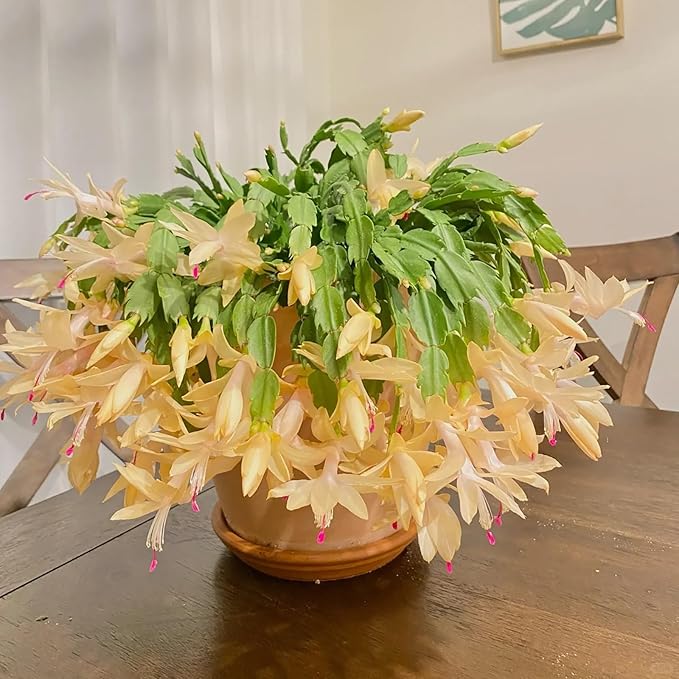 Yellow Christmas Cactus Live Plant 5–6" Schlumbergera truncata Rare Yellow Blooms Indoor Houseplant