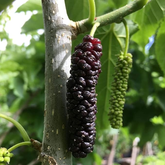 Bare Root Pakistan Long Mulberry Tree – Morus macroura – Rare Sweet Fruit, Fast-Growing, Hardy Live Plant
