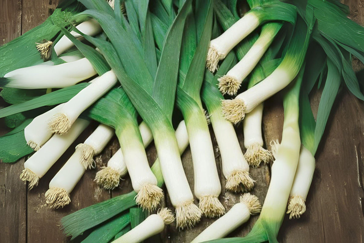 150 American Flag Leek Seeds โ Heirloom Vegetable, Easy Garden Growing