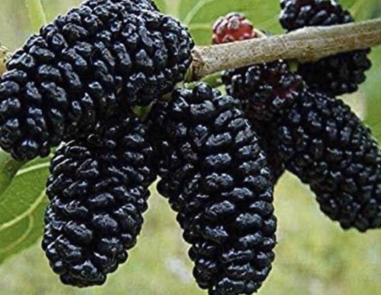 Dwarf Black Mulberry Live Plant β Organic Morus nigra Everbearing Tree, Well Rooted Fruit Plant for Pot or Garden, Sweet Berries