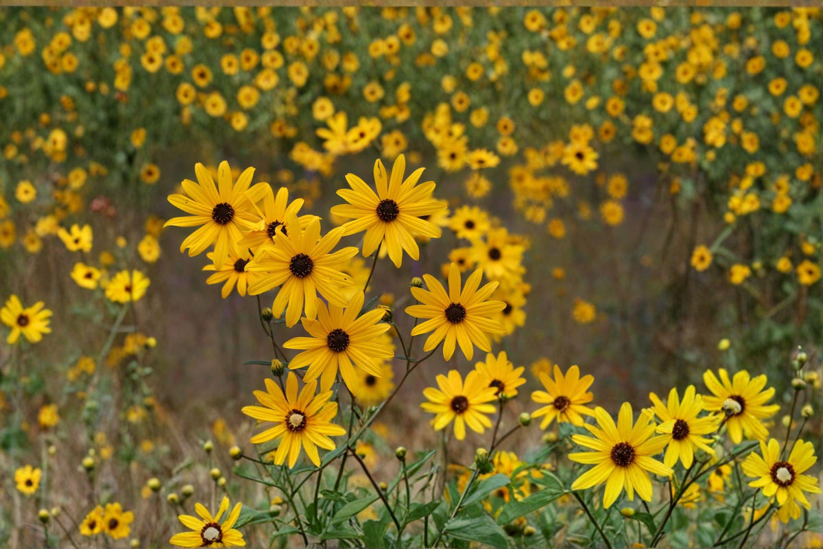 40 Marsh Sunflower Seeds β Helianthus nuttallii β Native Wildflower β Pollinator Plant β Tall Yellow Blooms