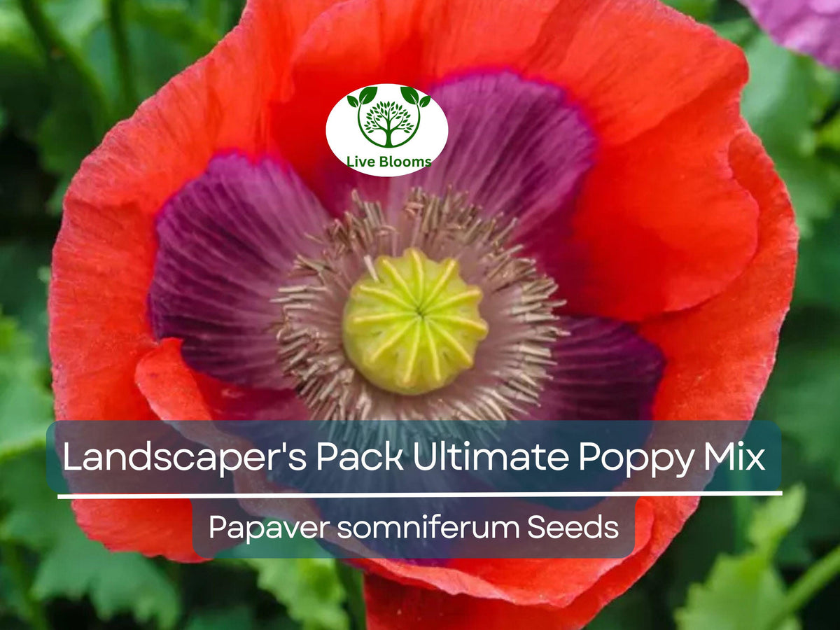 Ultimate Poppy Mix Seeds 5000 Count Non-GMO Breadseed Poppy Papaver somniferum Colorful Garden Flowers for Landscaping