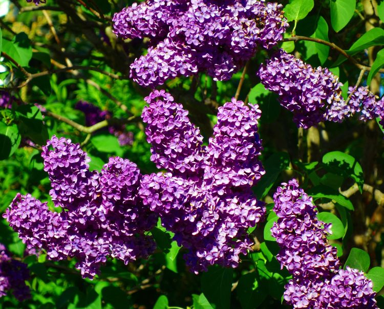 2 Old-Fashioned Lilac Bushes (Syringa vulgaris) Bareroot 1β2ft | Fragrant Purple Blooms | Hardy Flowering Shrubs