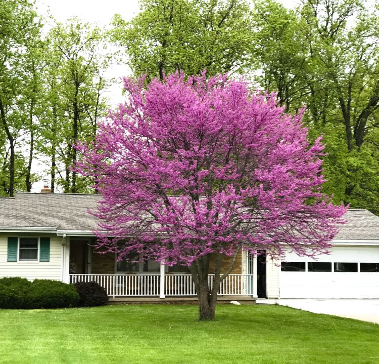 Eastern Redbud Trees (Cercis canadensis) Bareroot 2ft – Live Ornamental Trees with Pink and Purple Spring Blooms, Hardy Native Landscape Trees
