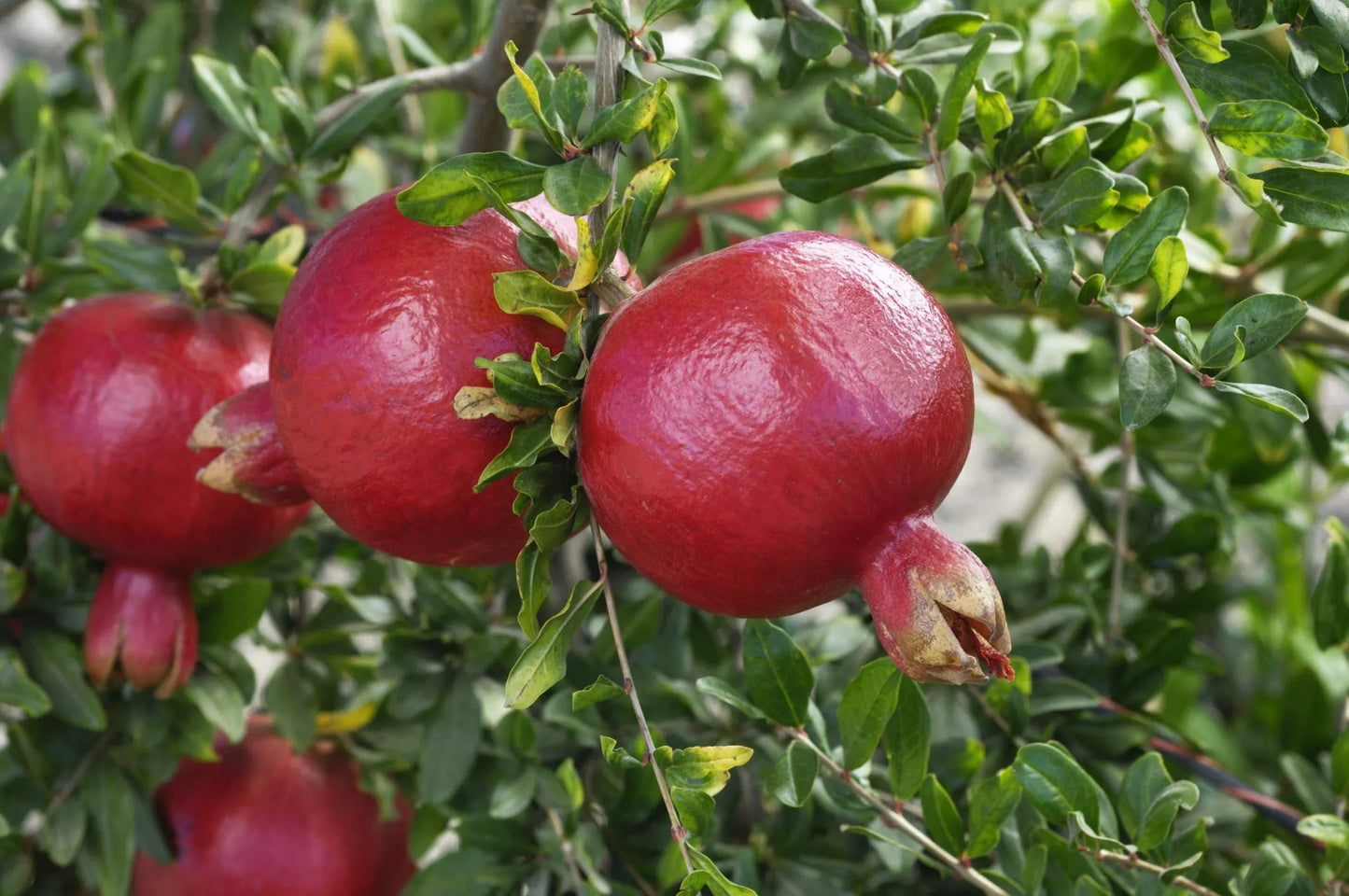 Cold Hardy Pomegranate Plant R26 Afganski in 1 Gallon Pot, Edible Fruit Tree for Zones 6-10, Sweet Red Fruit, Resilient Garden Tree