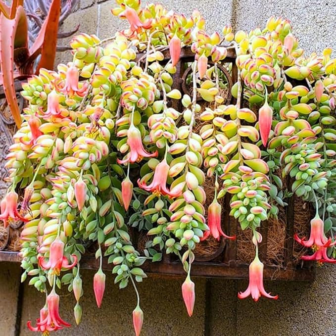 4 Unrooted Cotyledon Pendens Cuttings - Rare Cliff Cotyledon Trailing Succulent for Hanging Baskets, Terrariums, Propagation