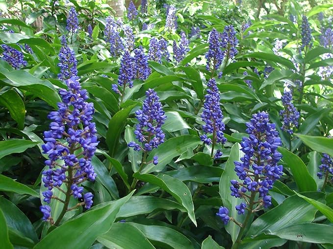 Blue Ginger Plant Cuttings 8pcs | Hawaii-Grown Dichorisandra thyrsiflora | Tropical Live Plants with Rare Blue Flowers