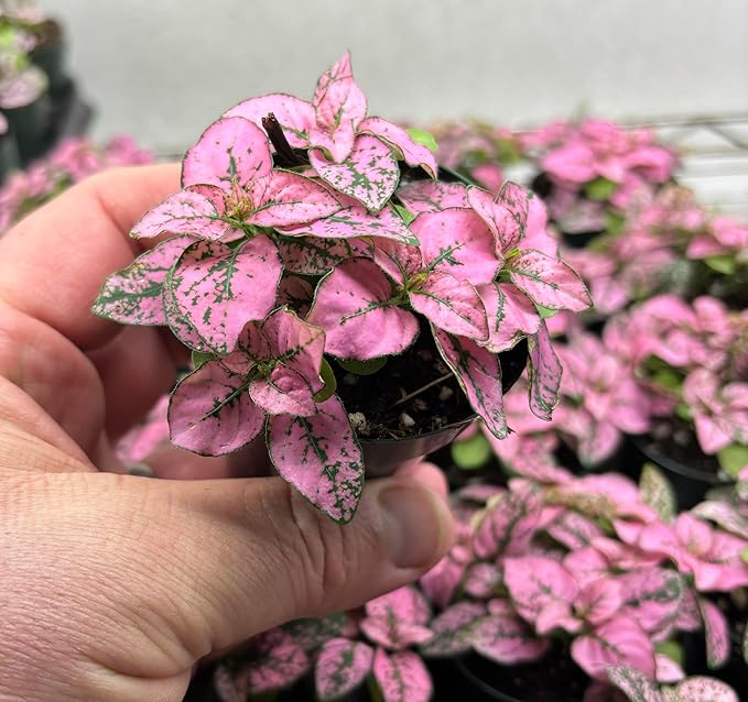 Hypoestes Pink Splash Live Potted Houseplant in 2.5" Pot, Air-Purifying Polka Dot Plant, Colorful Foliage, Indoor Plant
