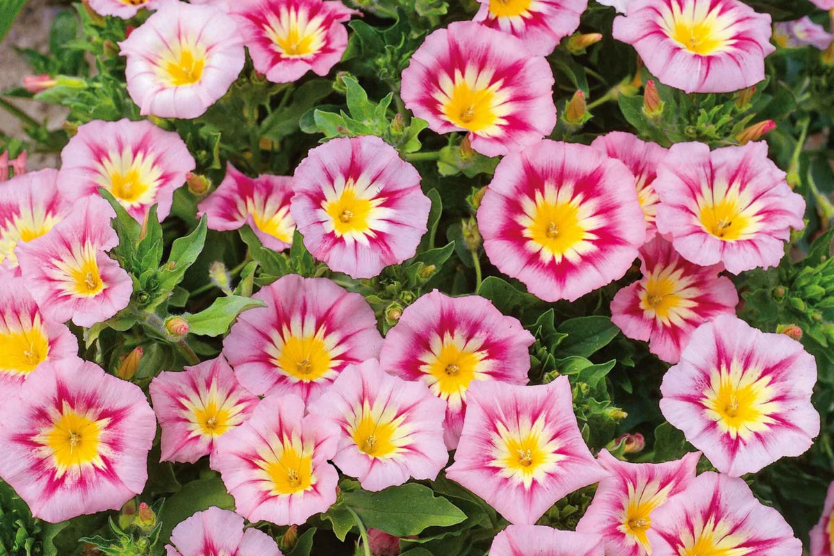 Rose Ensign Dwarf Morning Glory Seeds - Compact Pink/Red Blooms | Convolvulus tricolor | Pollinator Friendly, Long Blooming