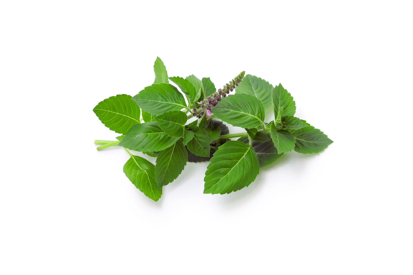 Anise Basil Seeds 500+ Non-GMO Heirloom Herb Seeds for Garden, Culinary & Pollinators, Ocimum basilicum var. anisatum