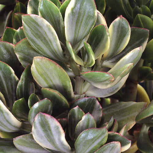 Variegated Jade Plant Succulent 2.5 Inch Pot, Crassula ovata, Lucky Money Indoor Plant, Easy Care Houseplant, Live Succulent